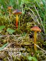 Hygrocybe conica-amf934